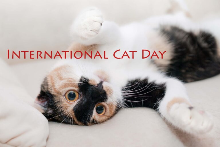 10 ways to celebrate International Cat Day