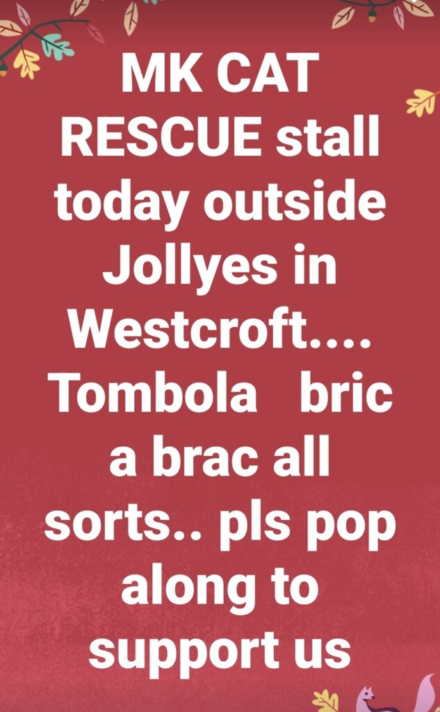 MK Cat Rescue News