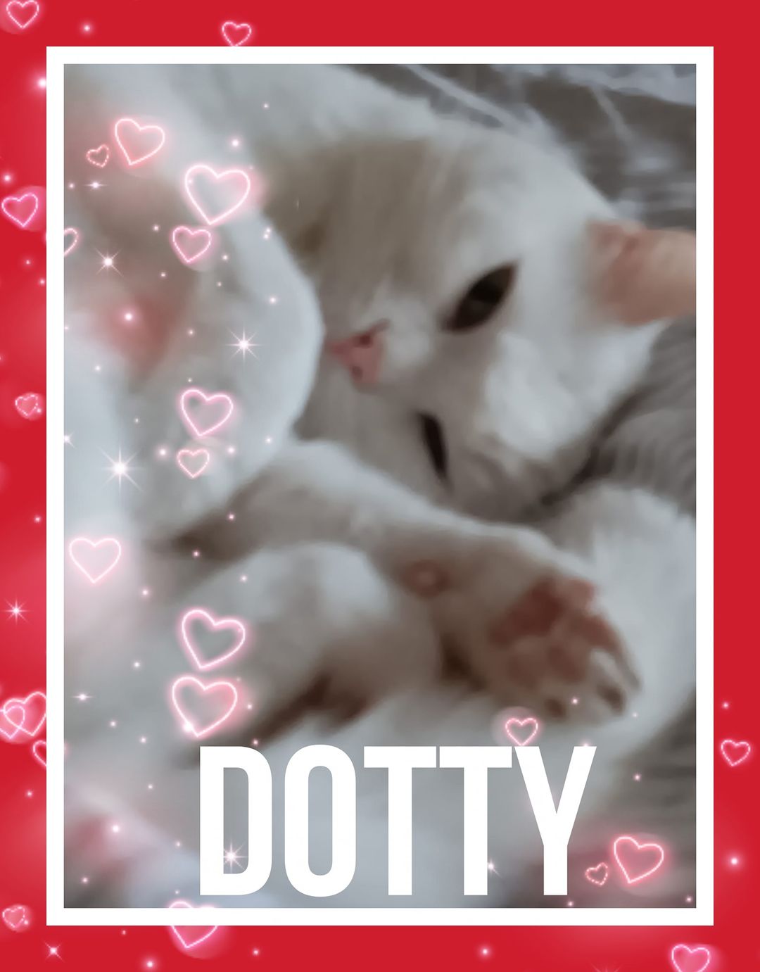 DOTTY
Dotty was signed over to us when her owner became ill. After a vet check …