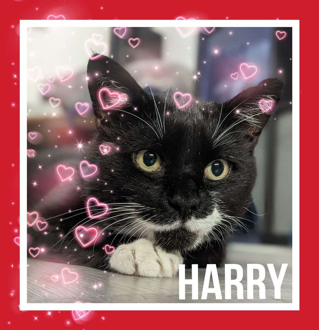 HARRY

Handsome Prince Harry is around 9 years old. He is
affectionate, adorable…