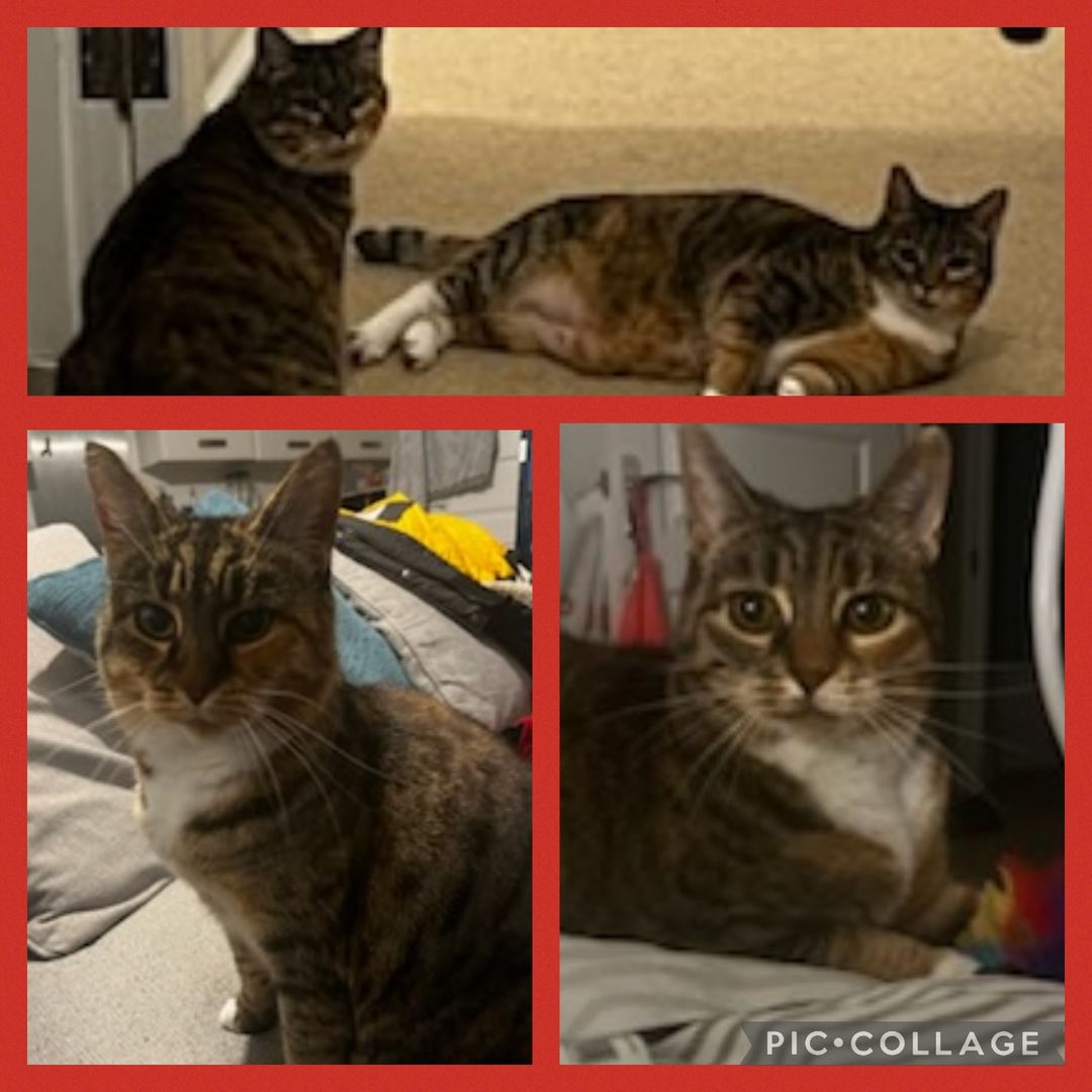 HOLLY & SMARTIE
 Holly & Smartie are 2 lovely tabby females. They are re…