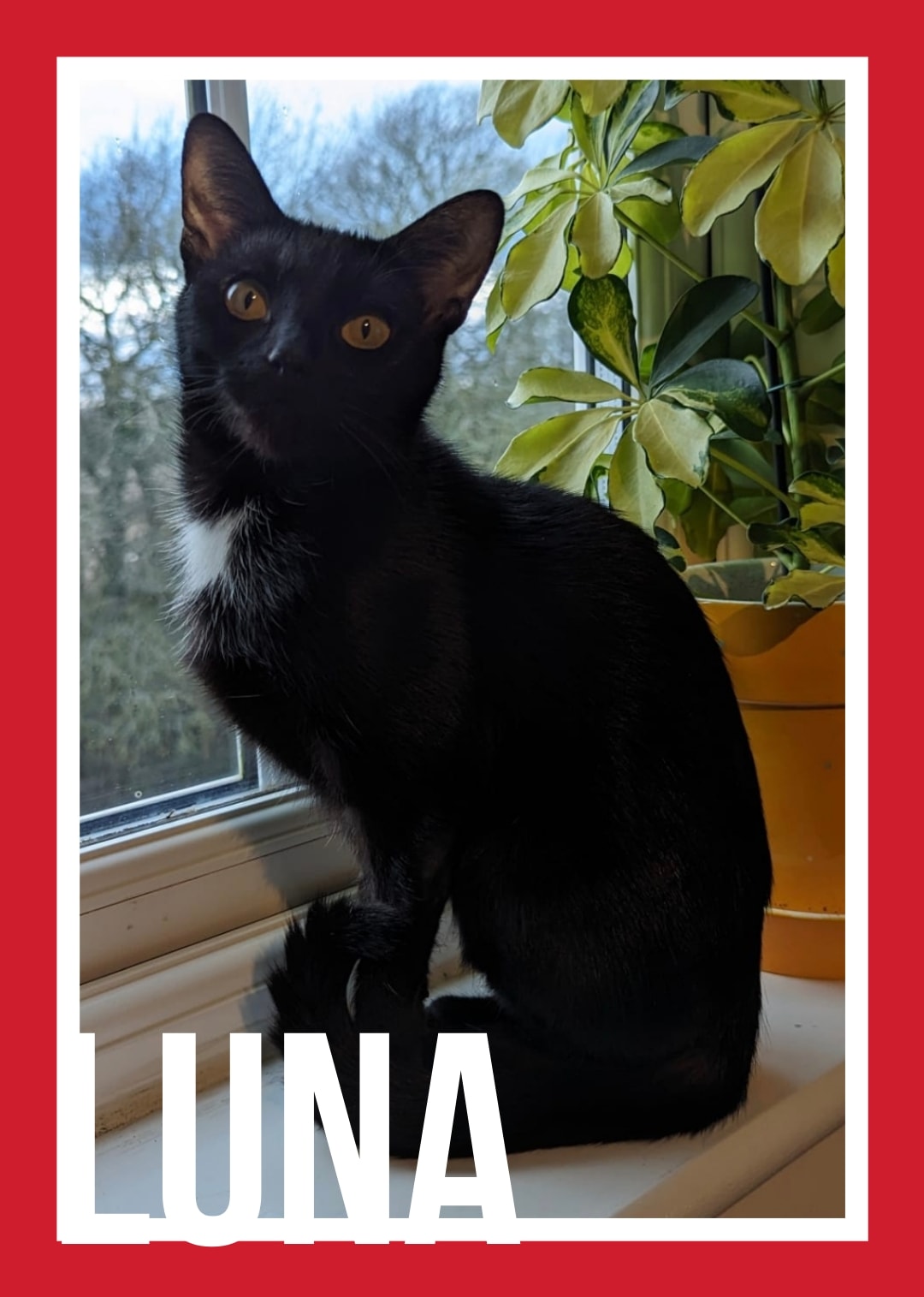 Lovely Luna
Luna is absolute sweetheart who loves a cuddle & purring session. Sh…