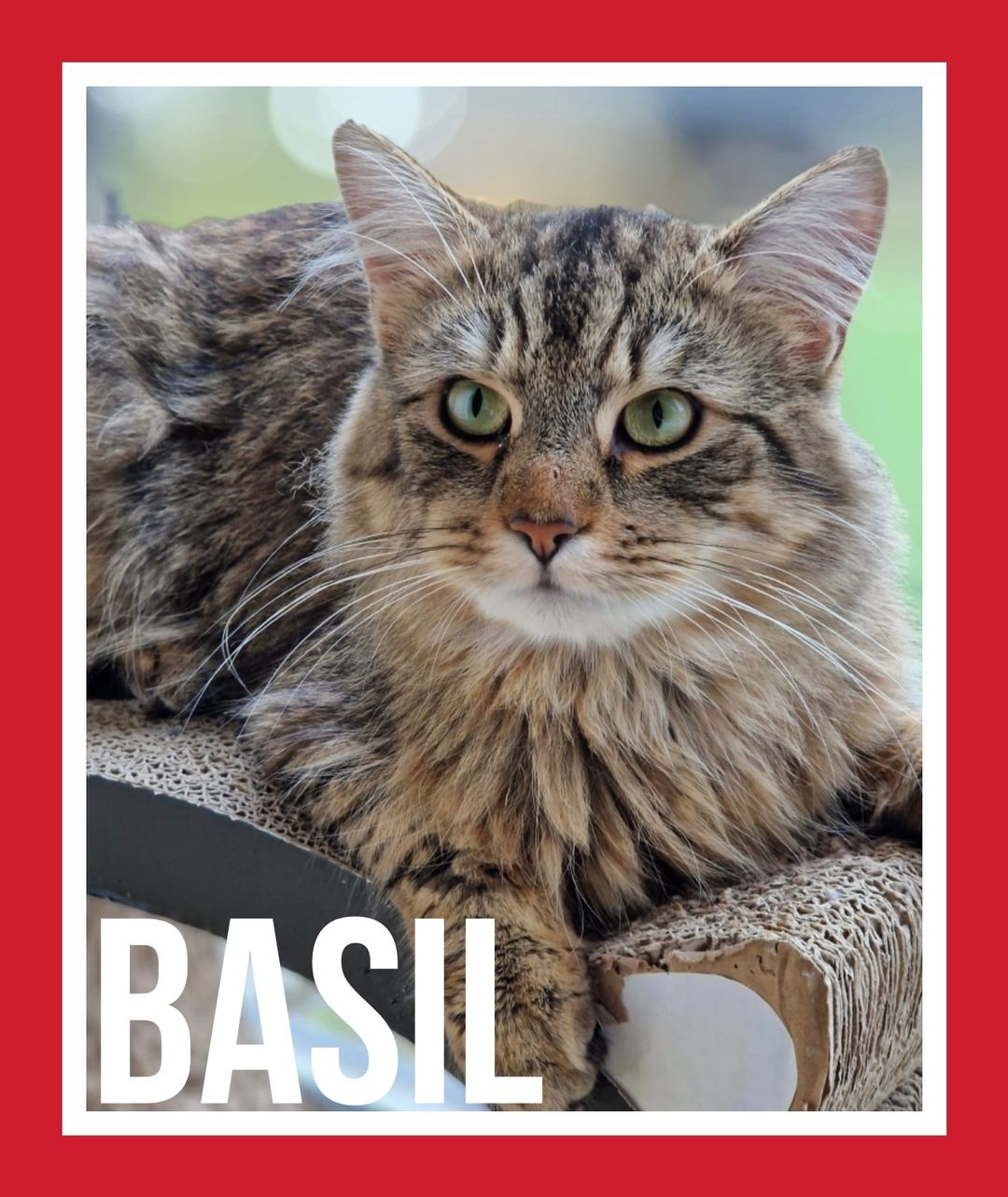 Meet Basil – the most lovable, happy boy!

Basil is a super sweet young cat! He …