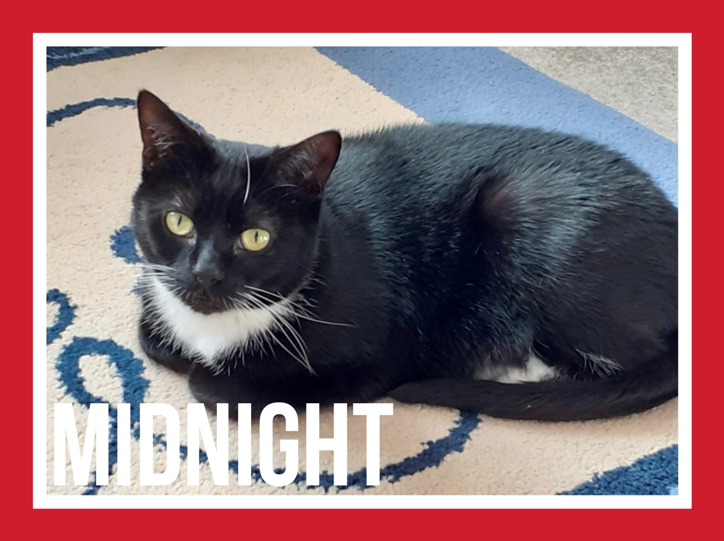 Midnight.
 Midnight is a very affectionate girl who likes being around people, I…