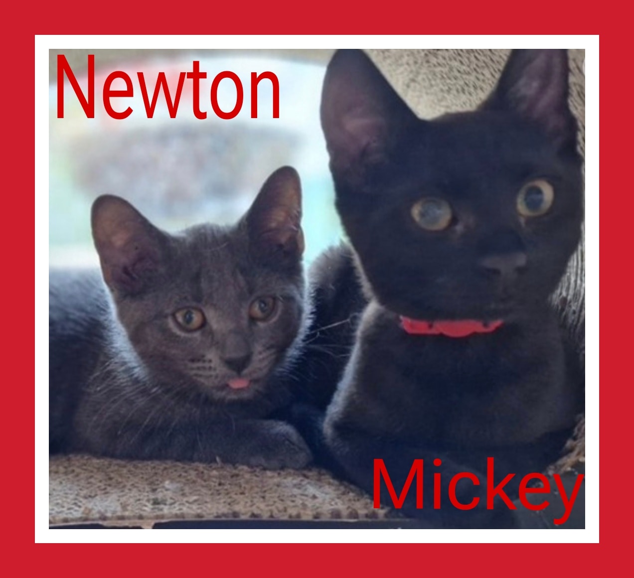 Newton & Mickey.
Mickey is a little black female, although she looks pure black,…