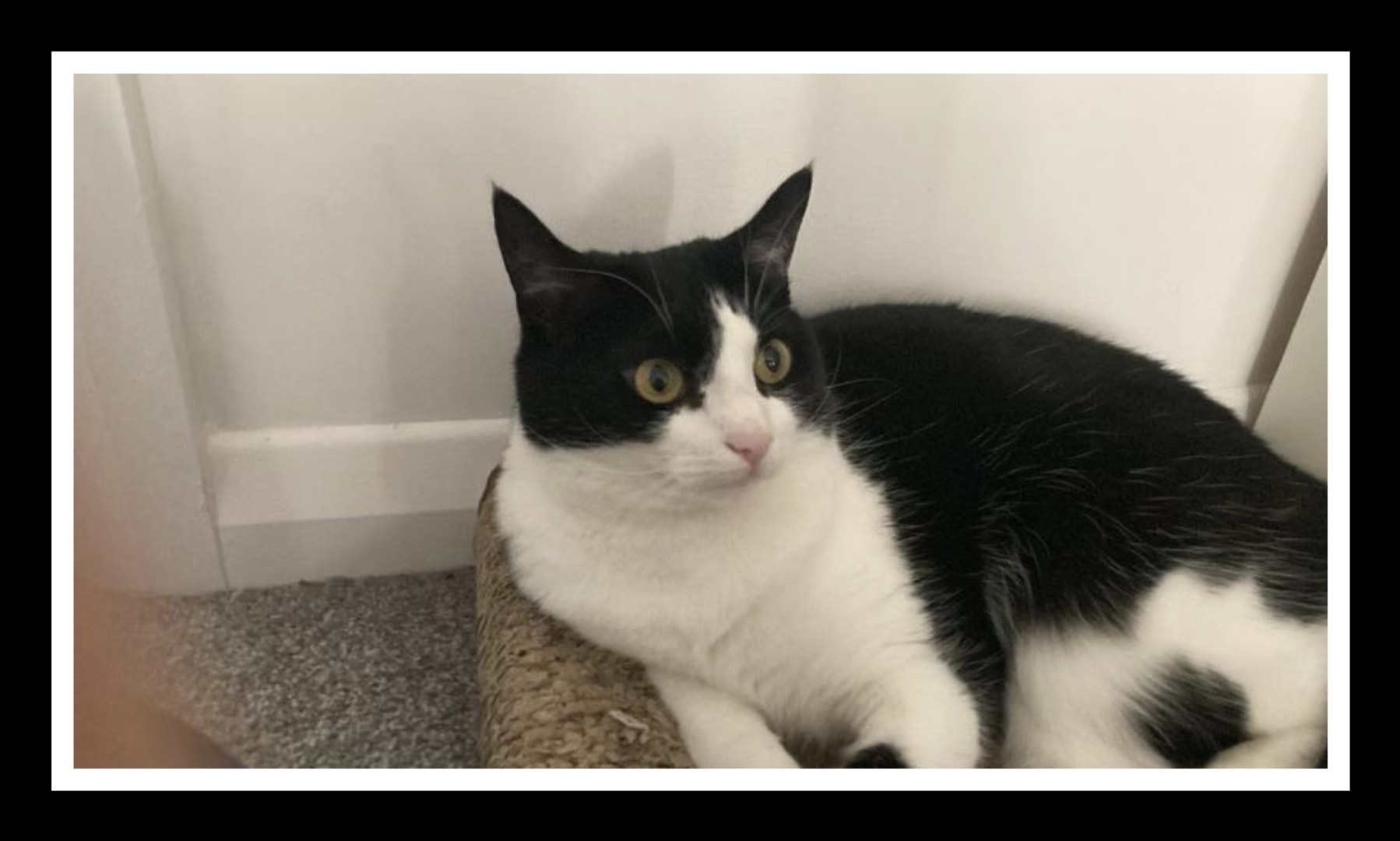 SMUDGE
 Smudge is an indoor only cat who has gone missing from her home in St Cl…