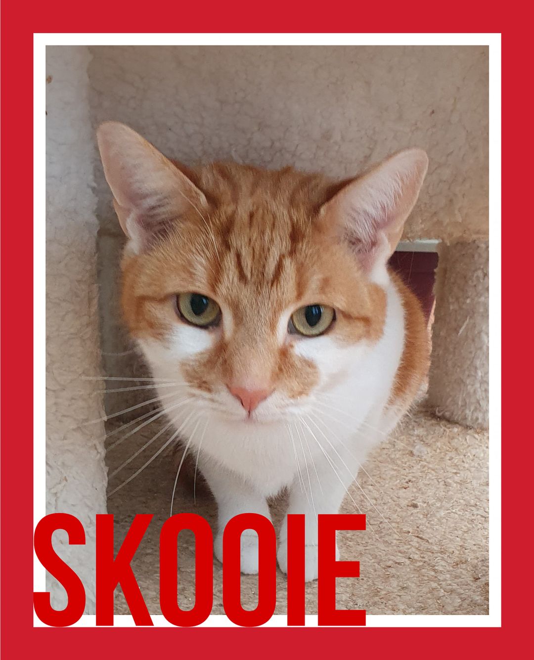 Skooie
Skooie is a beautiful big 5 year old boy who loves to play. He is happy b…