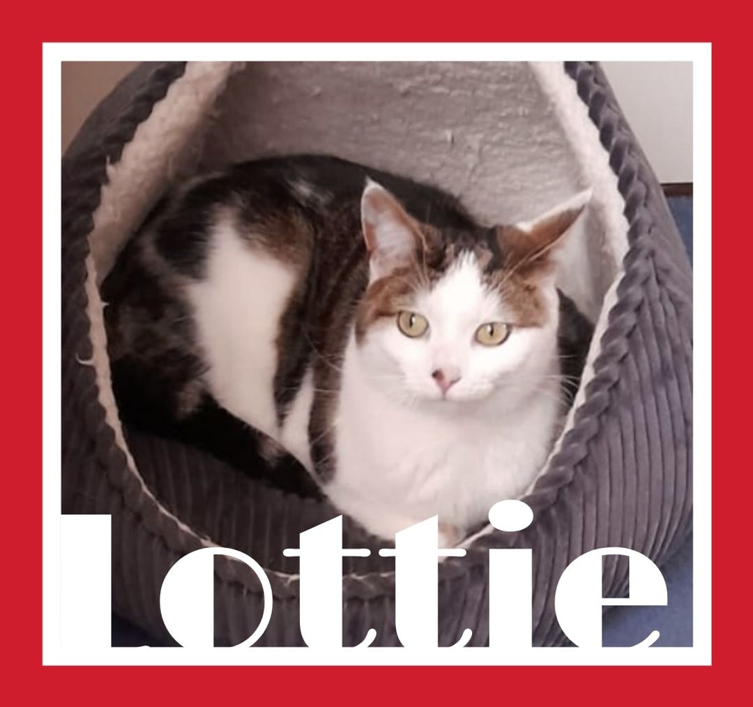 Sweet lovely Lottie is available 
Lovely Lottie.
 Lottie is just 3 years old, sh…