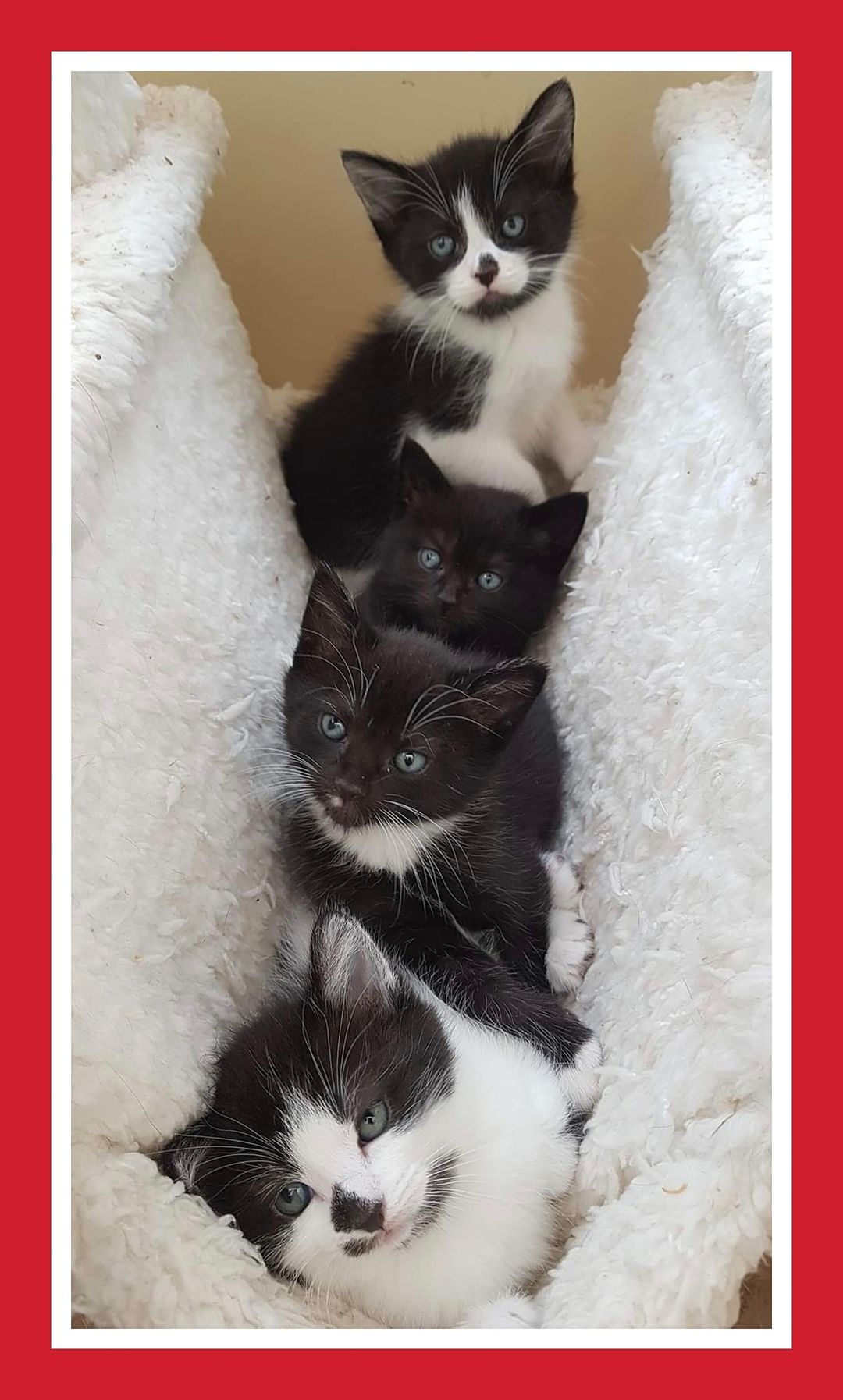 We have kittens that will very soon ready for adoption. Some of these kittens ha…