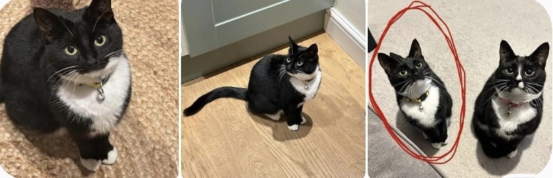 Millie is missing from Forfar Drive Mk3.
She is chipped and neutered and as you …