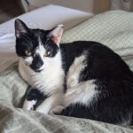 We cannot believe that beautiful kitty, Maggie is still looking for a home, she'...