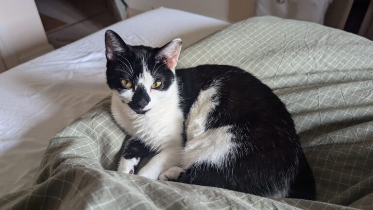 We cannot believe that beautiful kitty, Maggie is still looking for a home, she'...