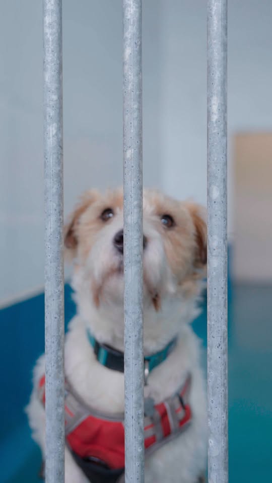 Head into Pets at Home Bletchley before 21 April 2025 to donate to the support M…