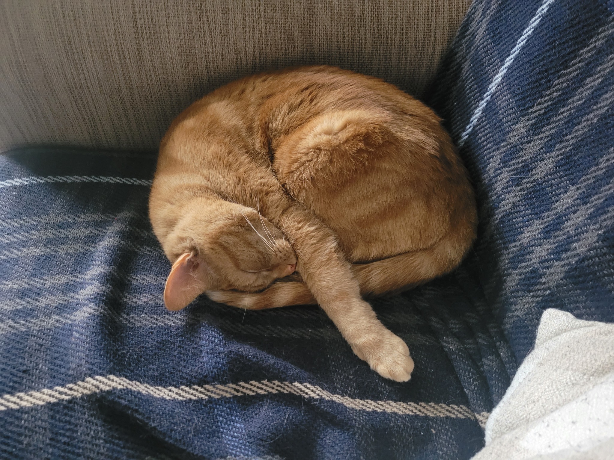 Today is #nationalpetday

We’d love to see pictures of all your pets! Especially…