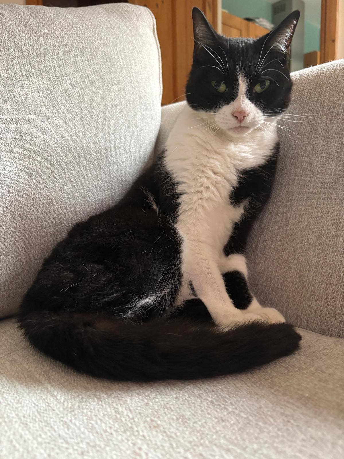 Beautiful Sophia is now our longest resident foster. Who is going to give her a …