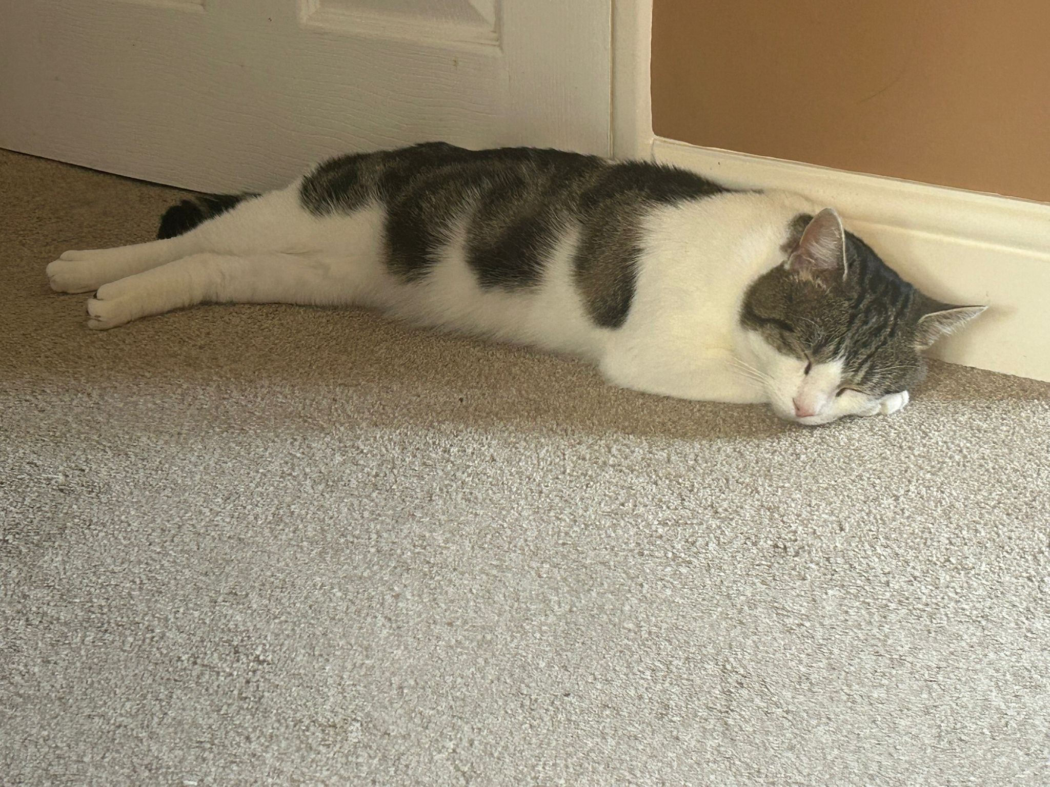 Take a look at lovely Charlie! 

We think Charlie is around 3 years old, he came…