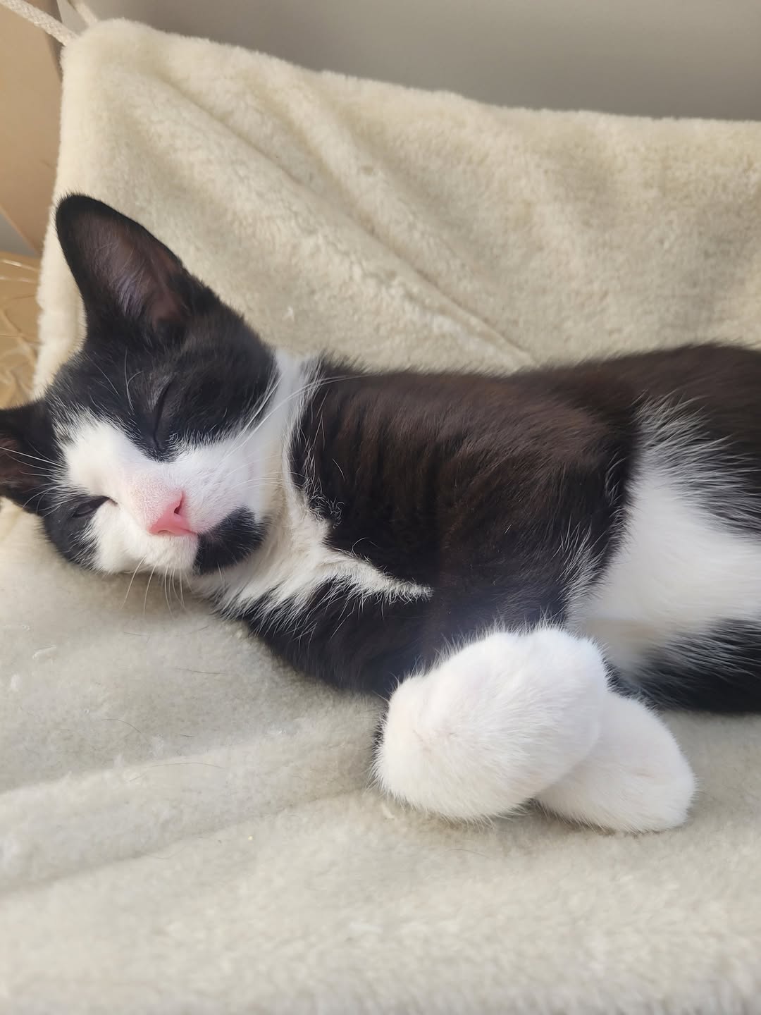 We are recruiting! 

Do you love cats? Would you like to help us by fostering? 
…