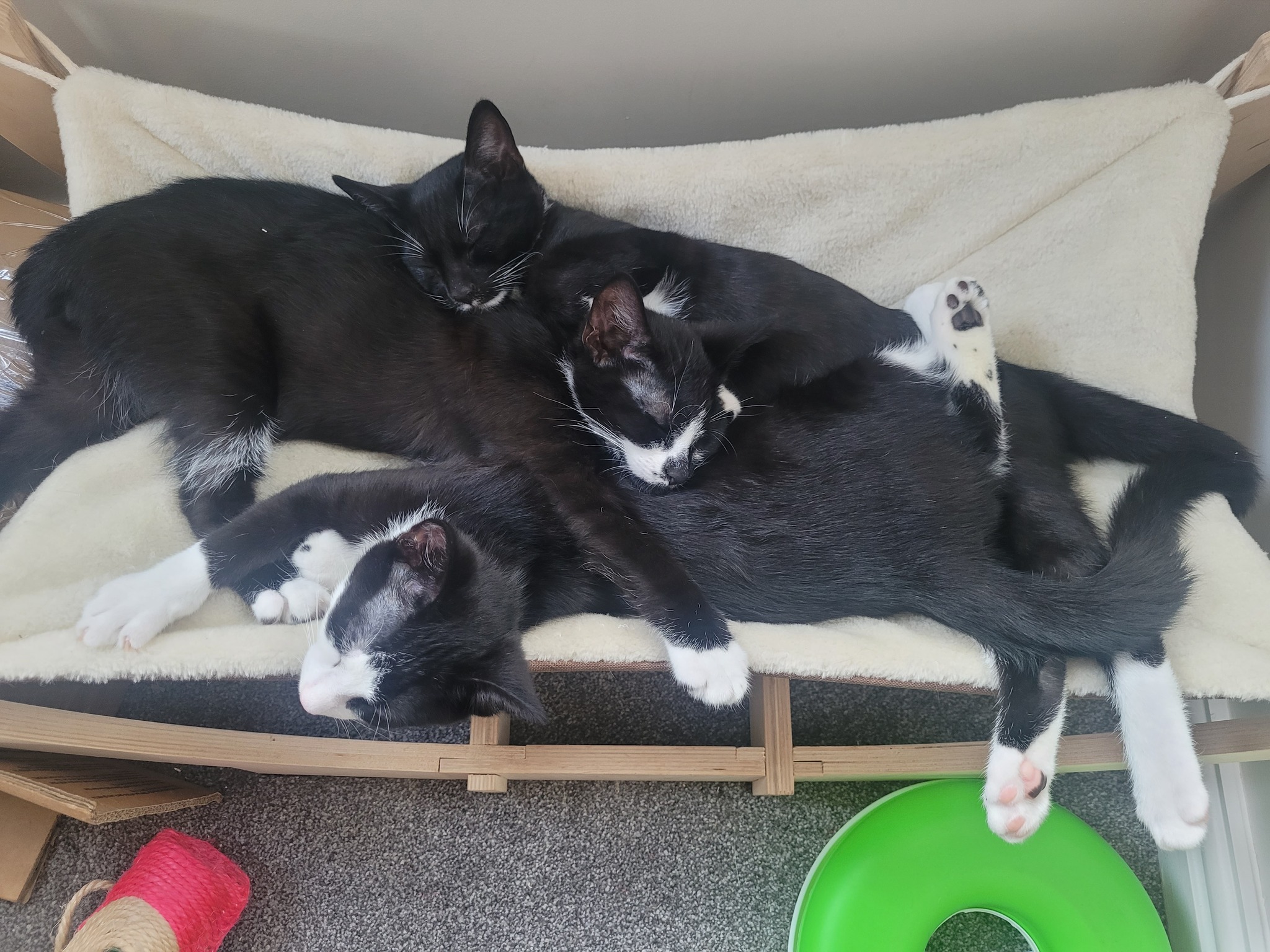 What do you call a group of kittens? A pride? A pack? We like to think of them a…