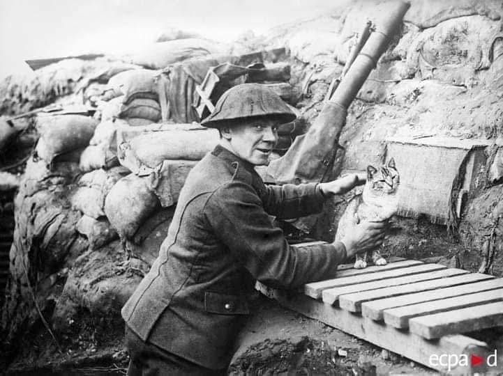 Throughout history, cats have stood beside soldiers, sailors, and airmen — silen…