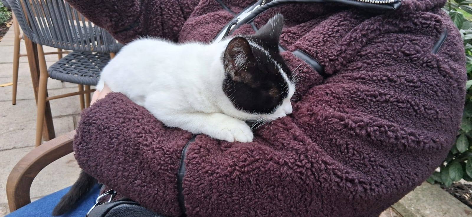 We have taken in an unchipped and unneutered female young cat today found near Y…