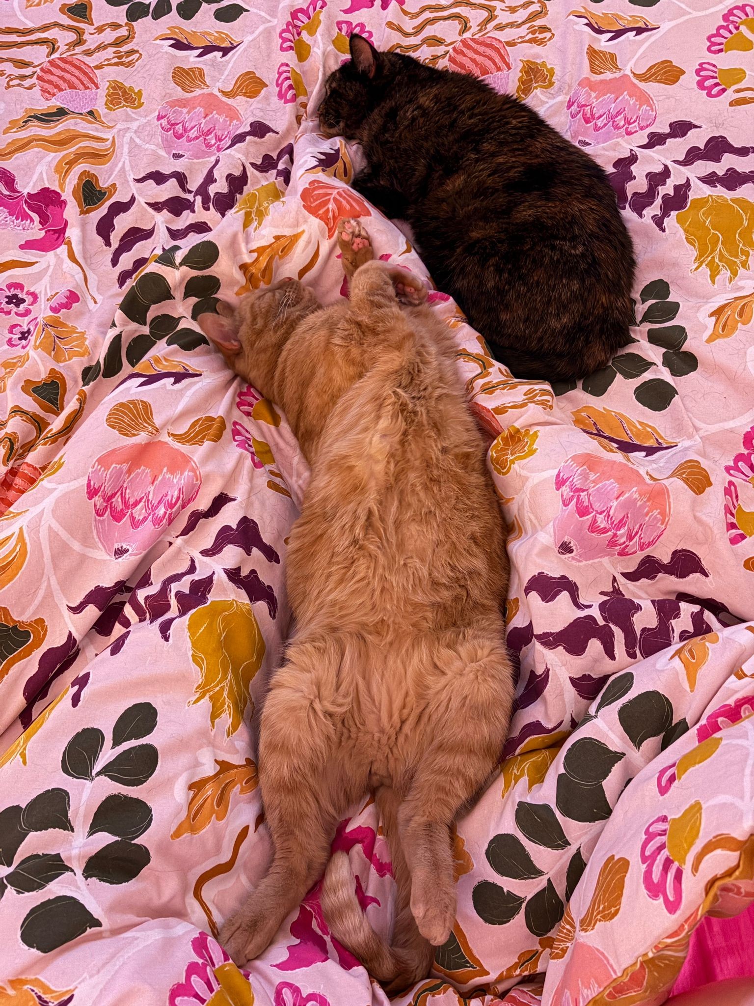 Who remembers Ruby and Milo? Here’s what their new owner had to say! 

Four mont…