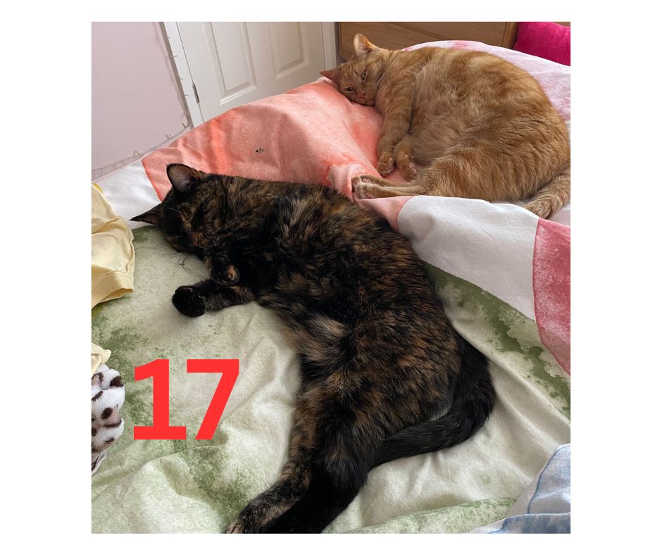 It’s MK Cat Rescue’s Advent Calendar!

Day 17 sees thus pair of beauties! Milo a…