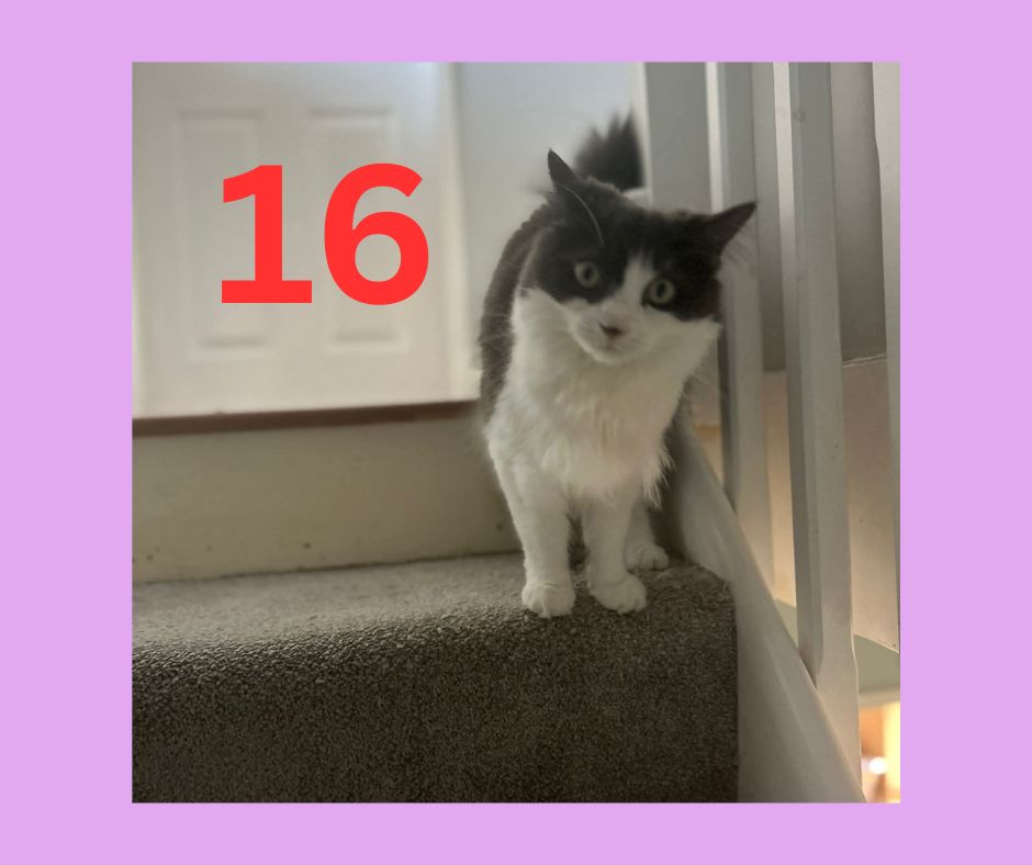 It’s MK Cat Rescue’s Advent Calendar!

Long haired Birdie was an inquisitive lit…