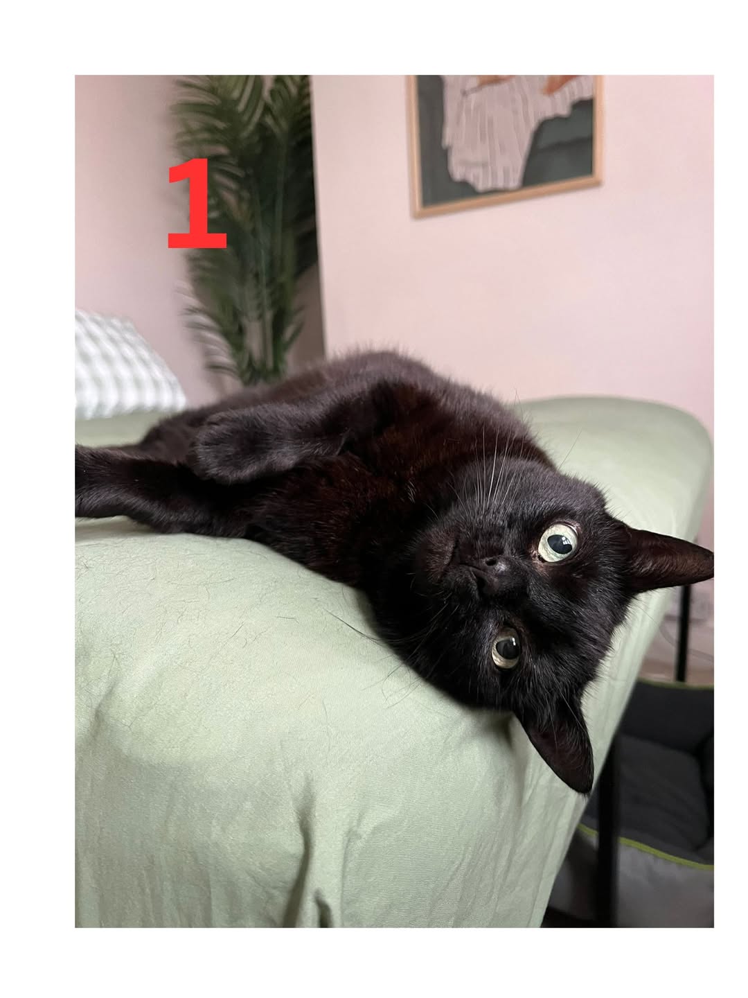 Its’s our MK Cat Rescue advent calendar!

Here is beautiful STAR! Rehomed in Aug…