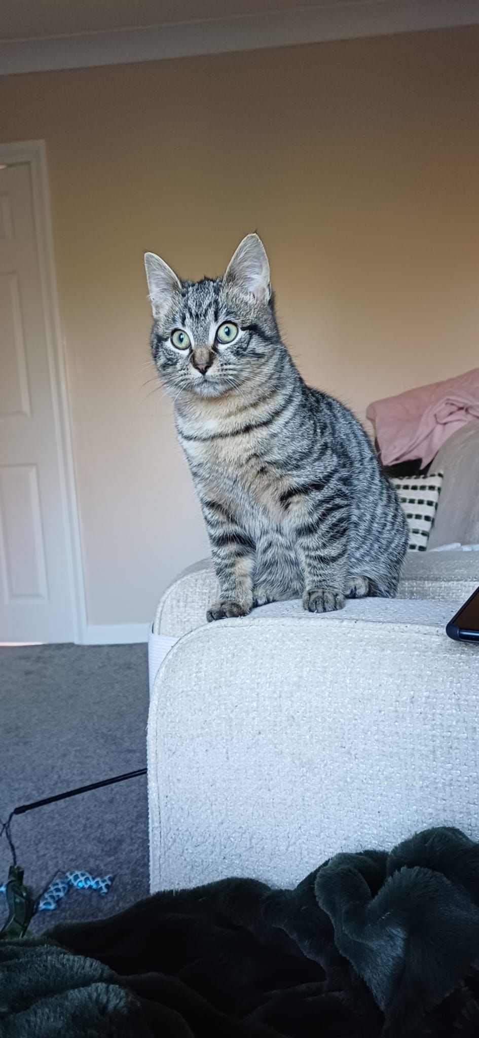 And sometimes these kitties throw us a curve ball! 

Nala went in to be spayed t…