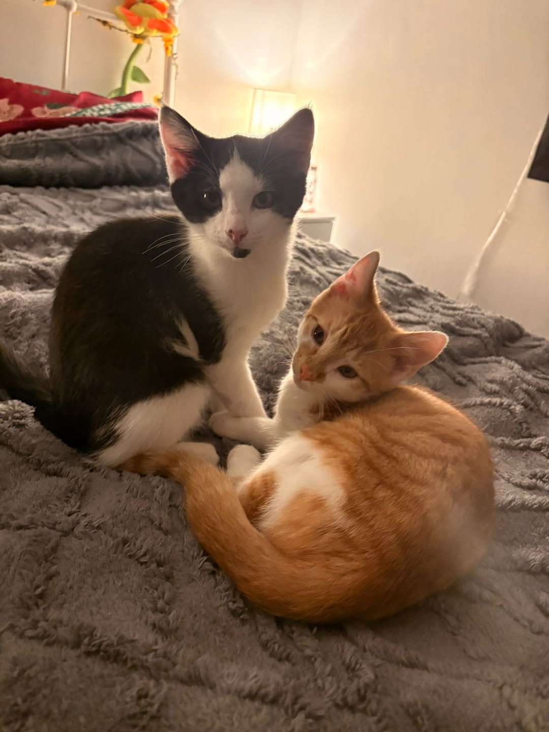 Corn and Sebastian are up for adoption! 

Meet Corn and Sebastian! 2 lovable rog…