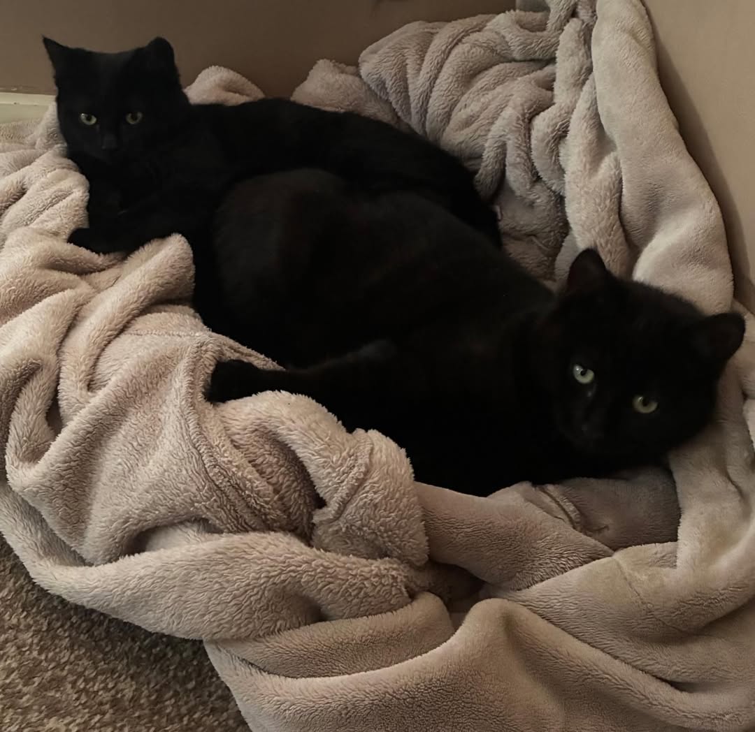 Bobble and Boo are 6 month old girls! All black, they are both mysterious and th…