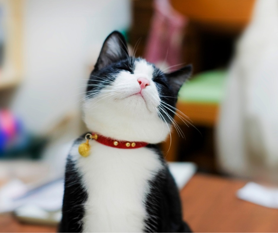 It’s International Day of Happiness!

We all know that pets can have a positive …