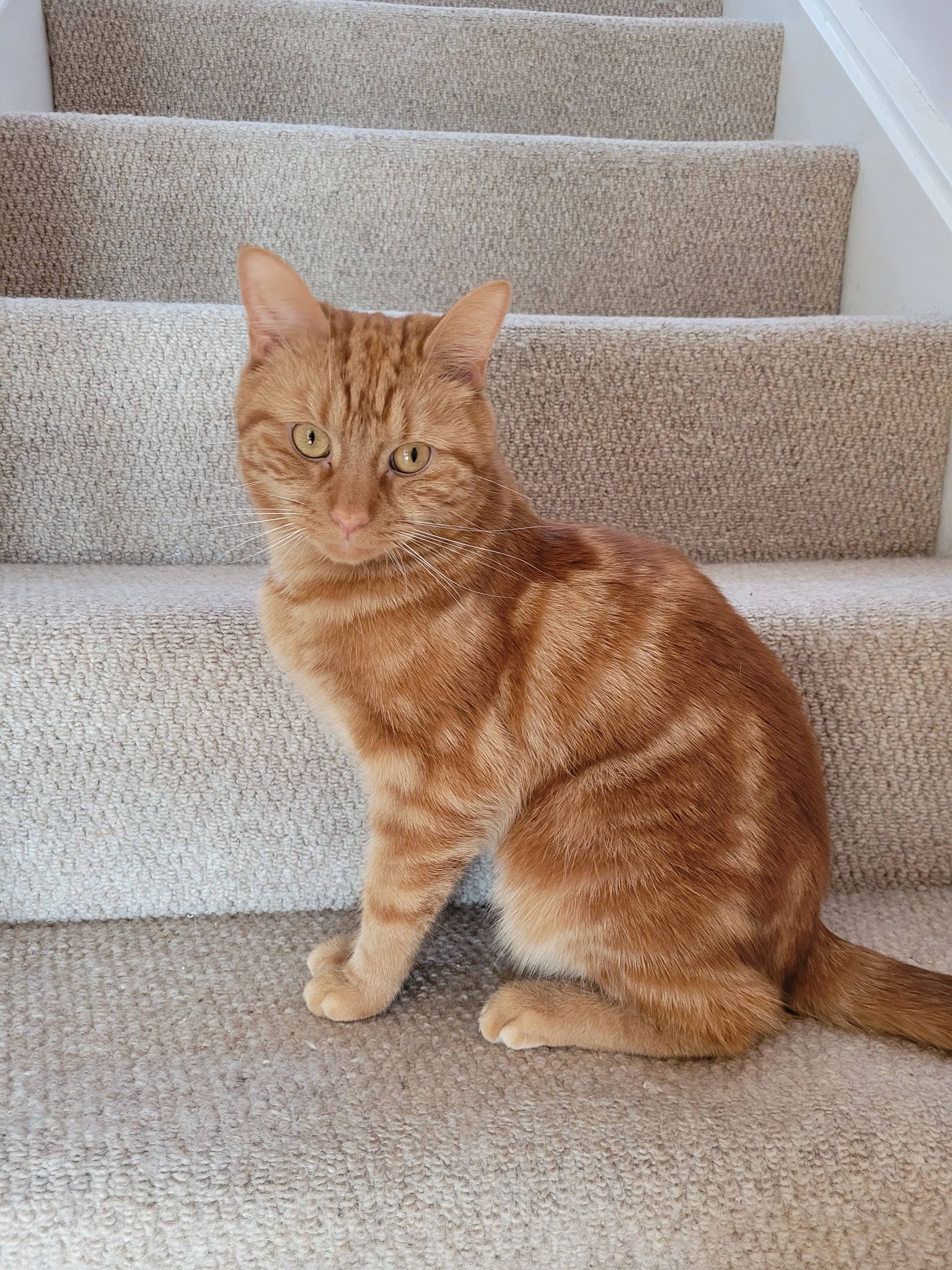 Newly up for adoption is Rory and Otis! 

Rory is a beautiful big ginger boy! He…