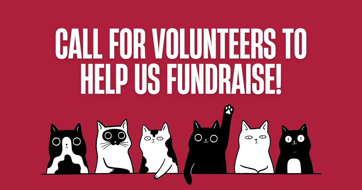 Would you like to help raise funds for the cats and kittens in our care? We’re l…