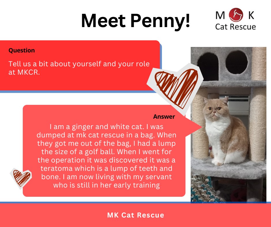 You’ve met Mandy, now it is time to meet the real power behind MK Cat Rescue, ou…