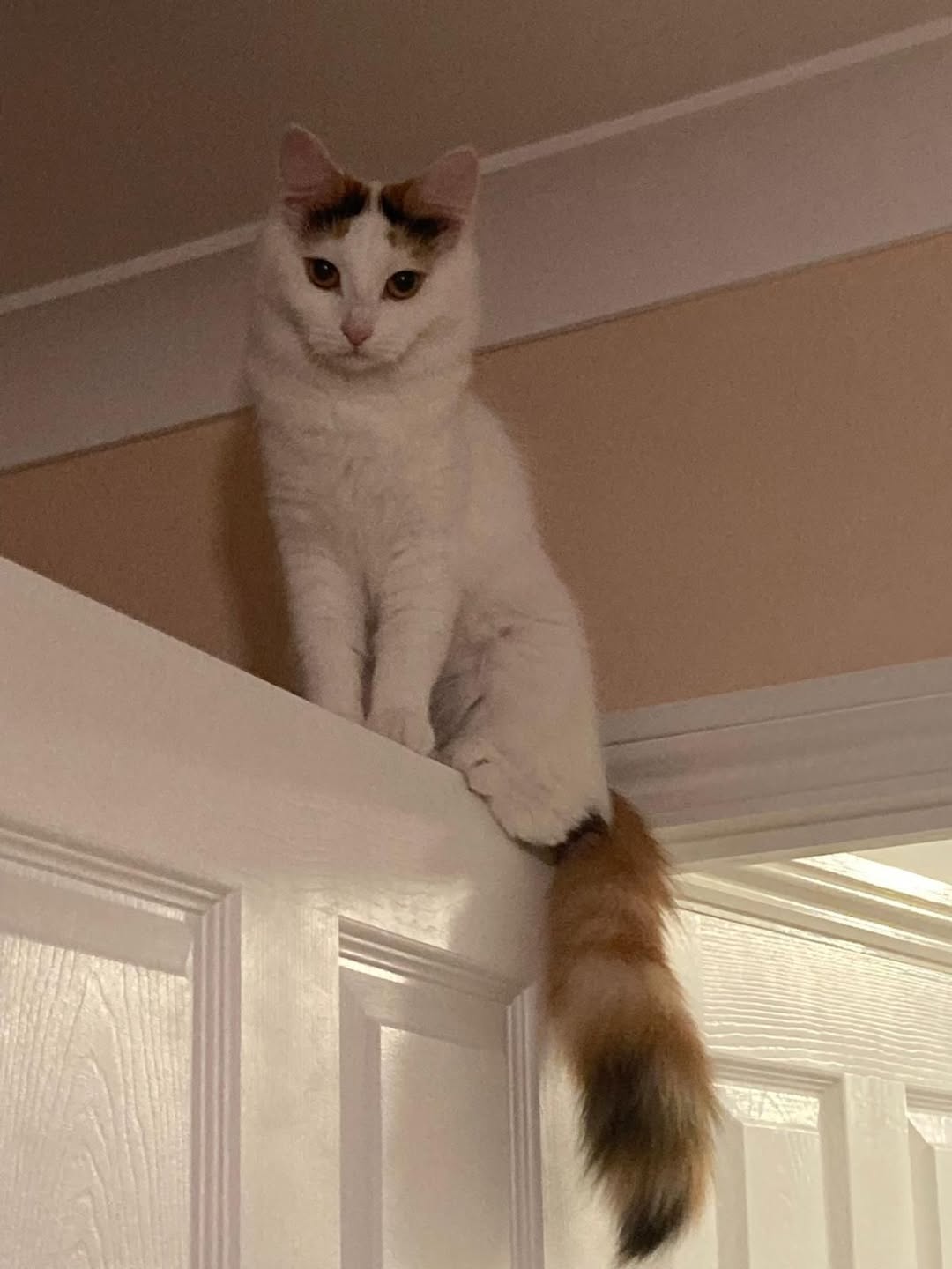 Maya is available for adoption! She is 18 months old and will be ready for her f…