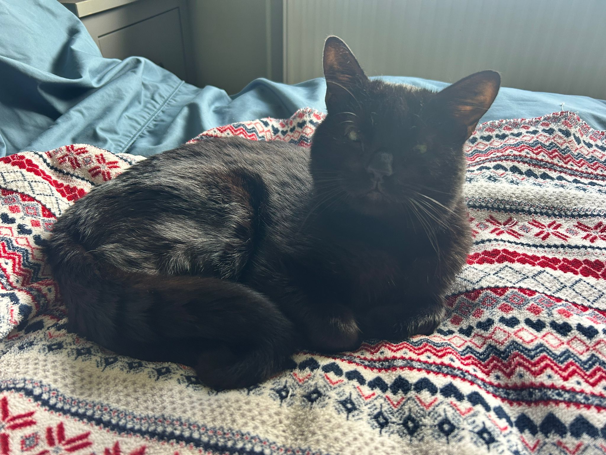 Noah is up for adoption! Please read his description of this fabulous boy carefu…