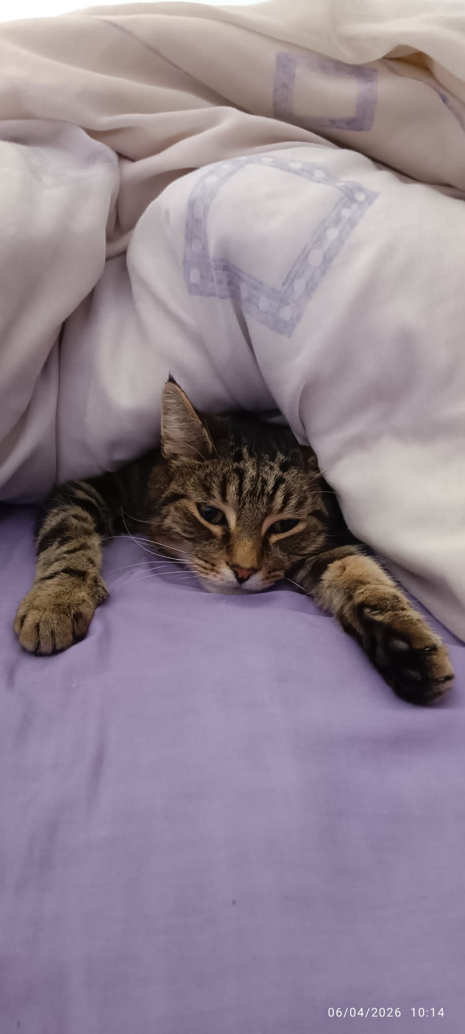 Smokey is available to adopt! 

This boy is the king of napping! Loves eating an…