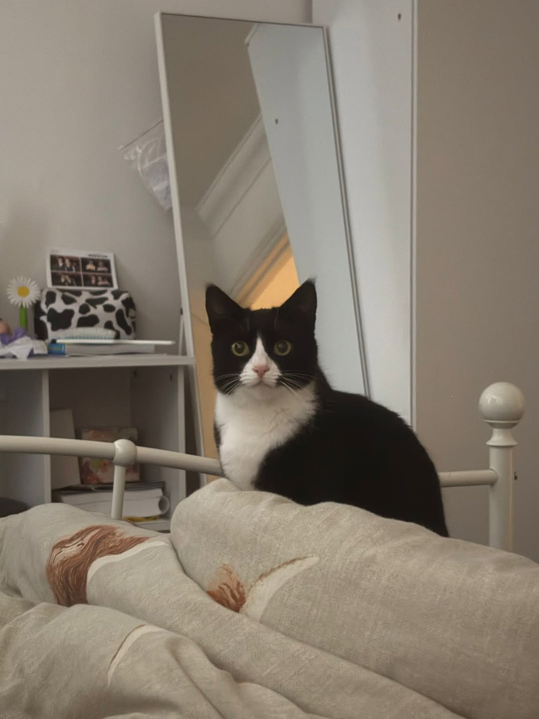 And the award for “Most Symmetrical Cat” goes to Bella! 

This sweet 3 year old …