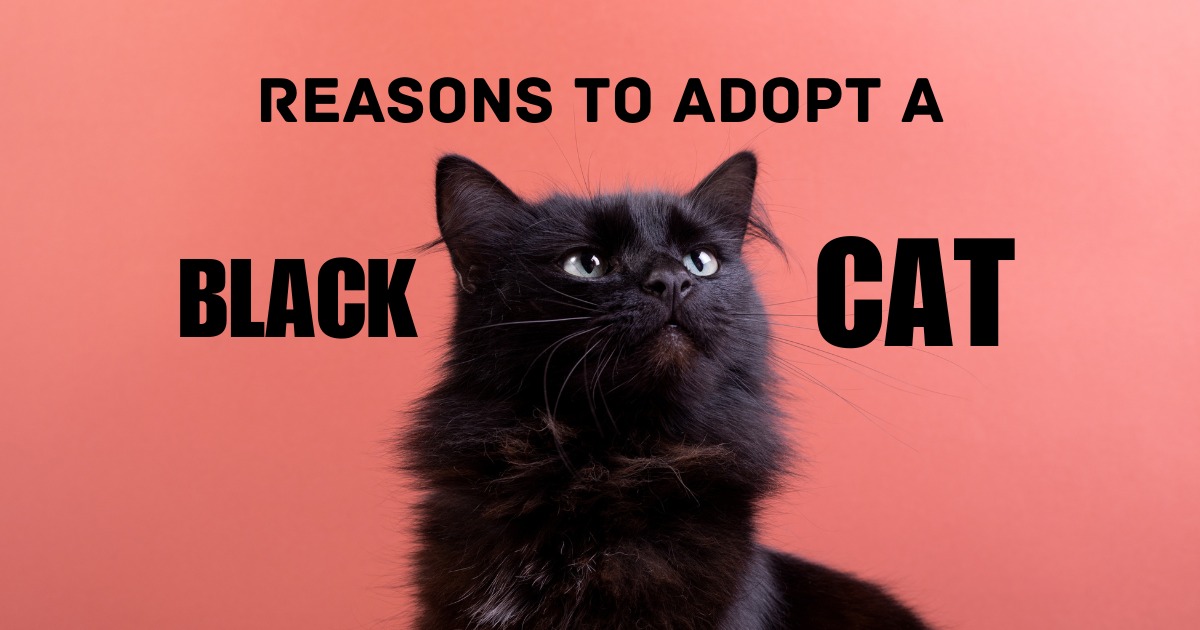 Did you know that black cats are least likely to be adopted? Well, at MK Cat Res…