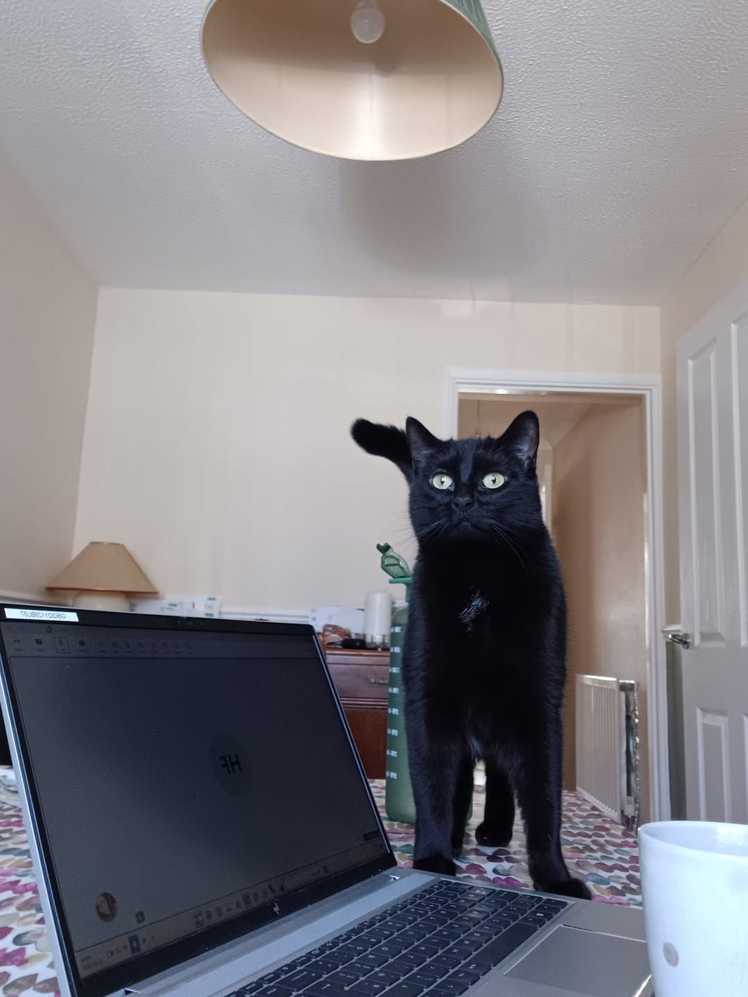 Lovely 5 year old Florence is available for adoption. Florence is a sweet black …
