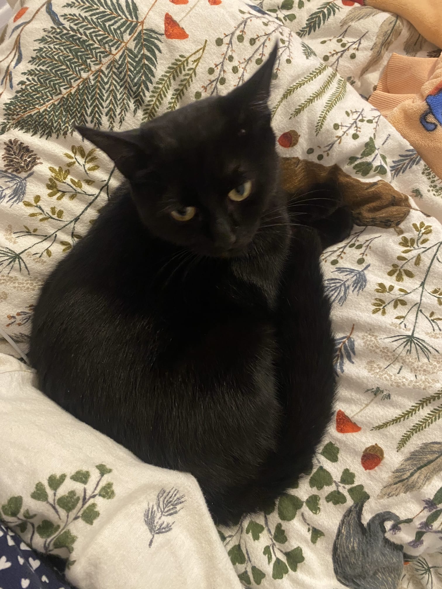 Success story Saturday!

Gorgeous Suki found her furrever home with a previous M…