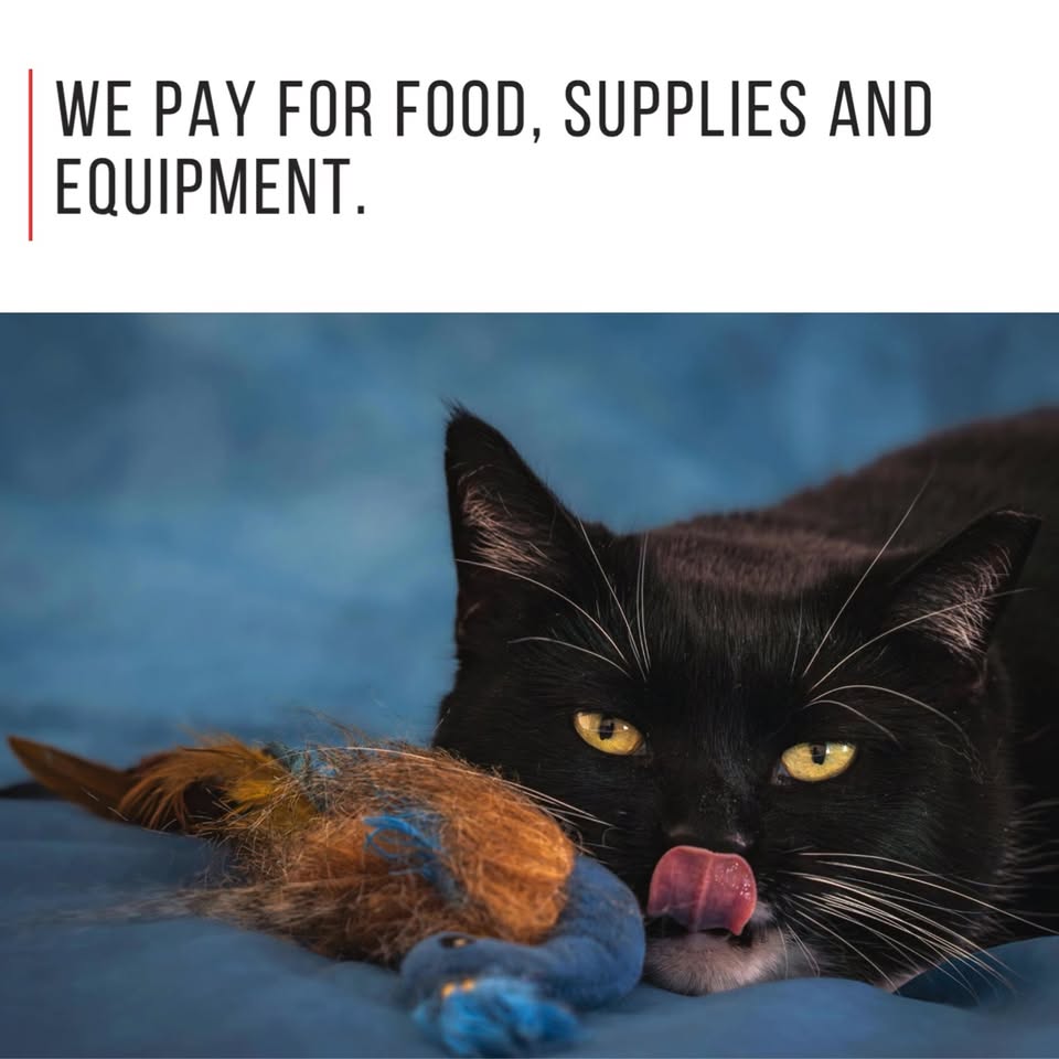 We’re looking for fosterers!

Did you know that MK Cat Rescue isn’t a rescue she…