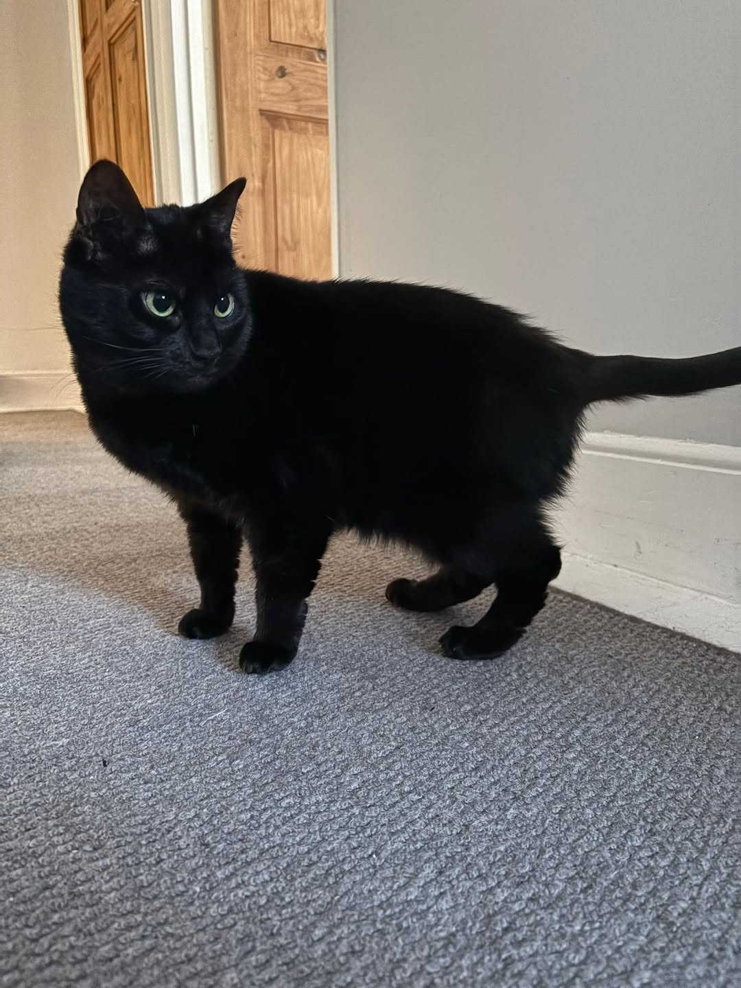 Who is here to sweep you off your feet here? It’s Jaws! 

This black beauty is a…