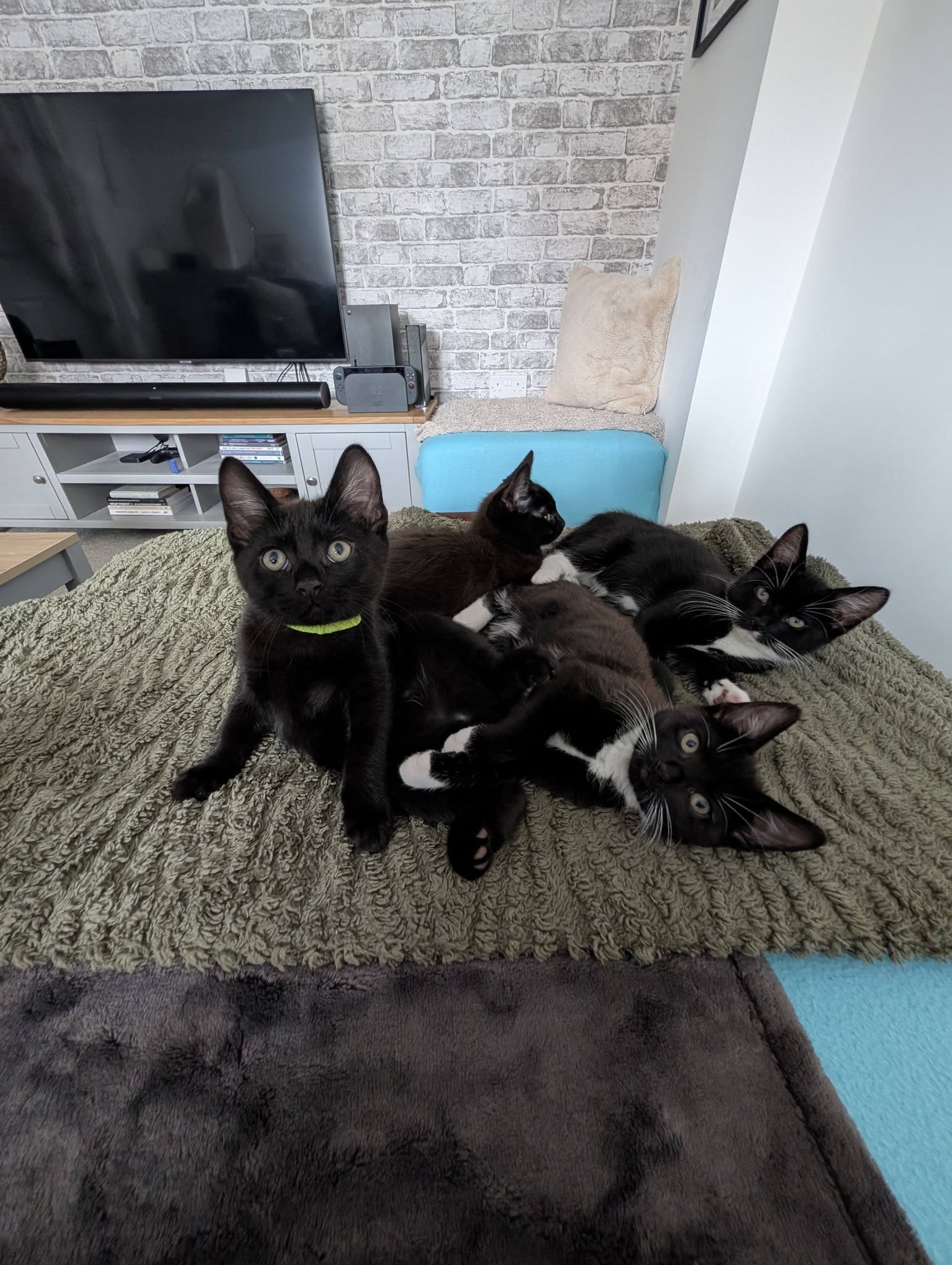 Are you feeling cooler? Goodo, because this lot will happily jump on your lap an…