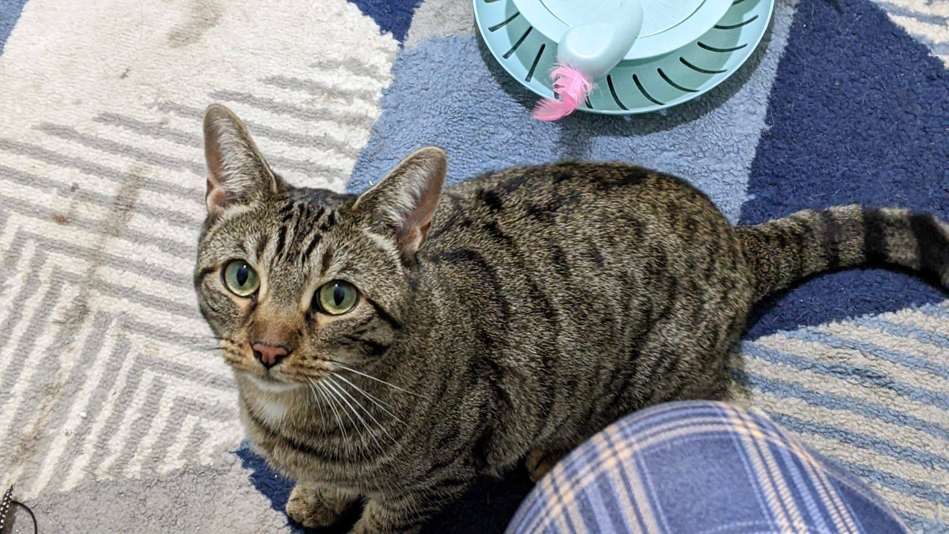 Meet beautiful Luna! 2 years old and loves to chat with you, theres a little ben…