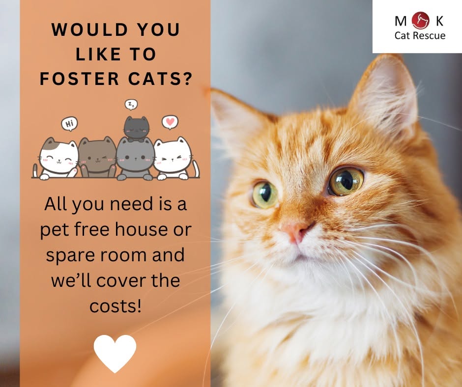 Would you like to foster cats? Fostering with MK Cat Rescue is rewarding and fun…