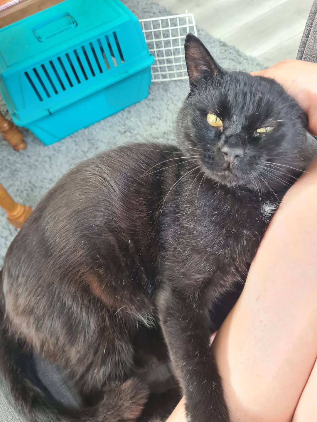 Meet gorgeous boy Binx! Hes a 4 year old black boy cat and he wants to show you …