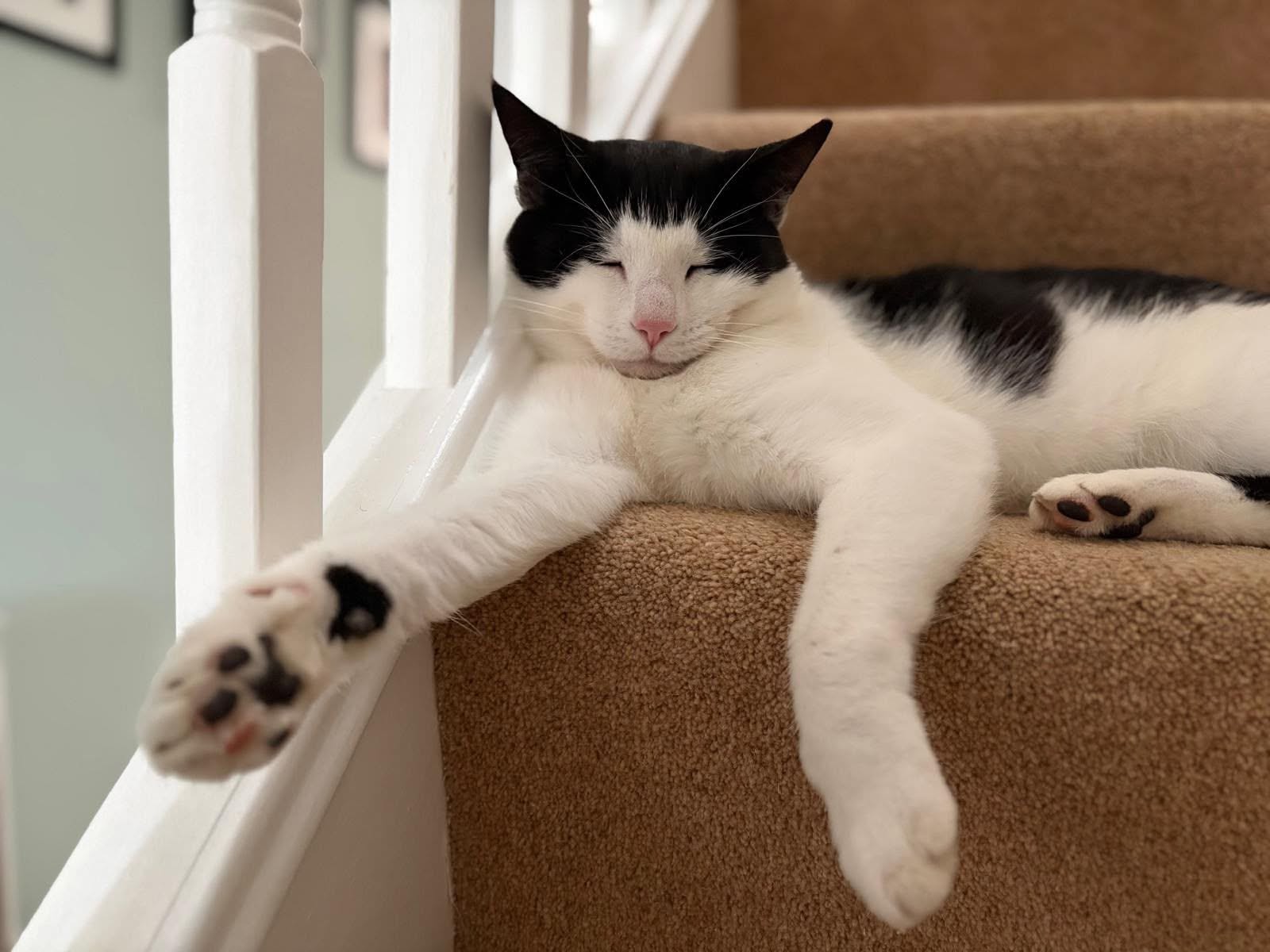 Look at lovely Milo, now available for adoption! 
He is 4 years old, good with k…