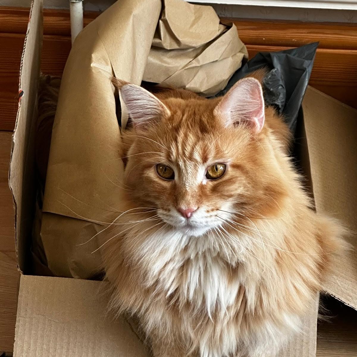 Did you know that we also long term foster?

Our long term foster cats are felin…